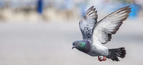 Un motard percuté par un...pigeon