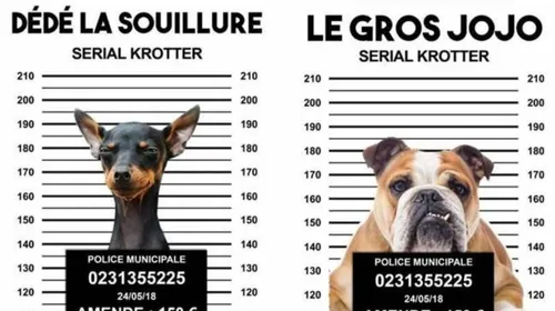 Pourquoi ces chiens sont-ils recherchés?