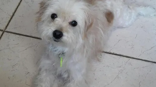 Une chienne abandonnée dans un taudis