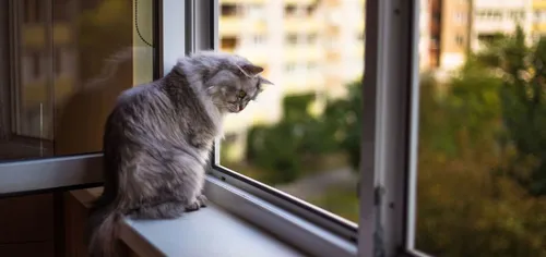 L'été est la : Attention aux chutes de chats d’appartement!