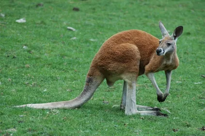 Alerte au...kangourou dans les Ardennes