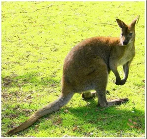 Le wallaby, vous en êtes baba