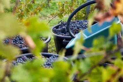 La vendange en Champagne devrait débuter fin août