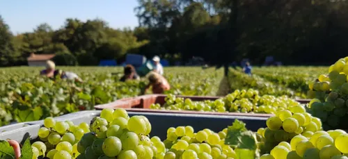 Les vignerons toujours à la recherche de vendangeurs.