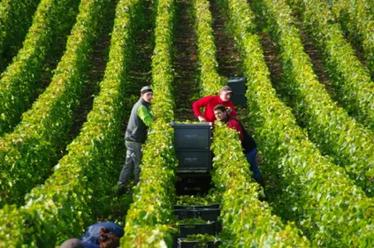 Vendange très précoce