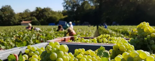 Découvrez les dates des vendanges