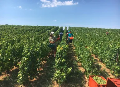 Les vendanges sont bien lancées