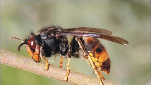 Piqué par une frelon, il fait un malaise