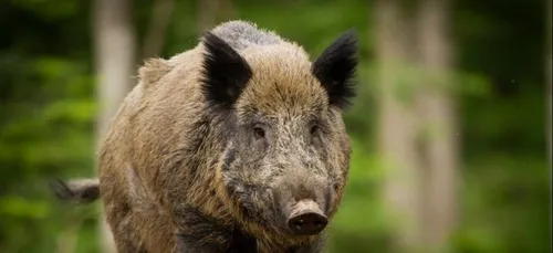 Peste porcine : de nouvelles mesures pour les Ardennes