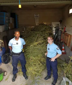 Les gendarmes viennent récupérer son arme, ils tombent sur du cannabis