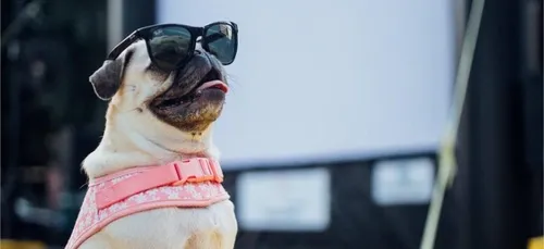 87€ de l'heure pour caresser des chiens