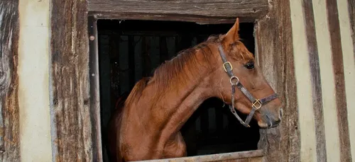 Il se rend à la gendarmerie à... cheval