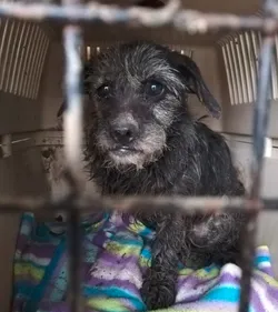 Une affaire de maltraitance animale dans les Ardennes