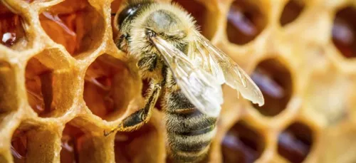 Bientôt une ruche pédagogique à Seraincourt