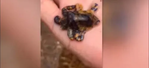 Ce touriste naïf joue avec l'un des animaux les plus dangereux au...