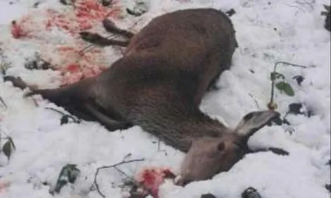 Une pétition après le massacre d'une biche
