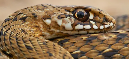 Grande-Bretagne: Elle découvre un python dans sa valise en rentrant...