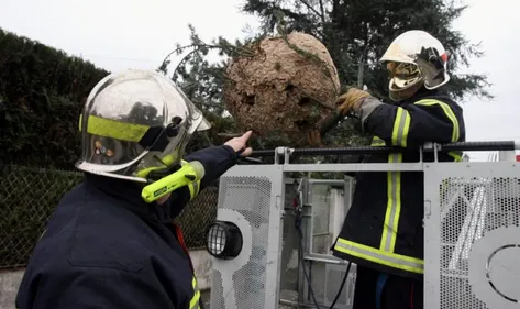 Pompiers aubois + Nids de guêpes= Facture.