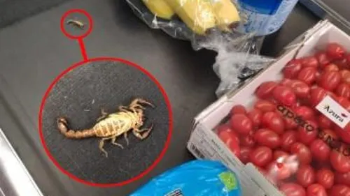 Elle trouve un scorpion dans ses tomates