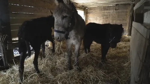 Sauvetage de 200 animaux abandonnés