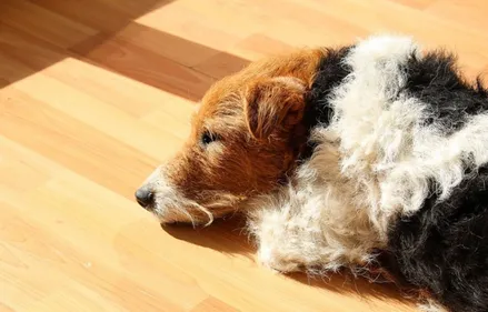 Bloqué dans un terrier, un chien secouru