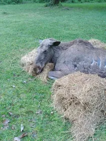 Les gendarmes au secours d'un...élan