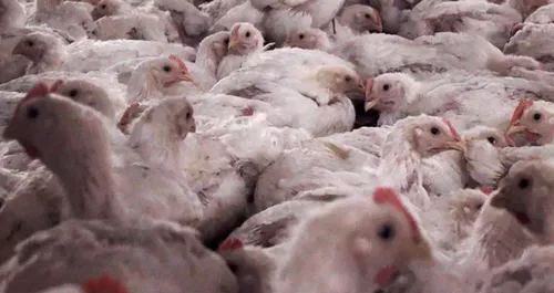 Une vidéo choc sur la "vie" des poulets d'élevage