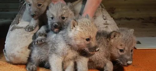 4 louveteaux au Parc Argonne Découverte