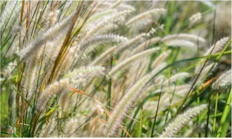 Atchoum... les pollens de graminées sont là !