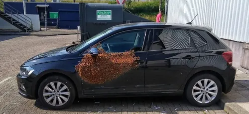 Un automobiliste retrouve 20.000 abeilles sur la portière de sa...
