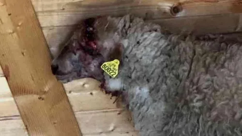 Massacre d'animaux, l'enquête avance