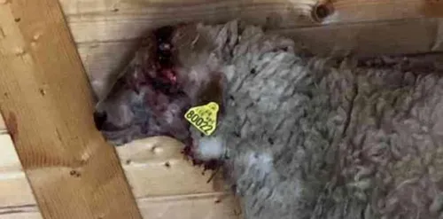 Les jeunes agresseurs drogués et ivres ont reconnu les faits.