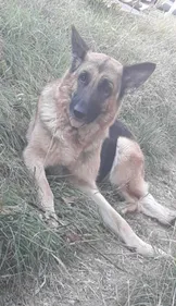 Recherche désespérément Tessa