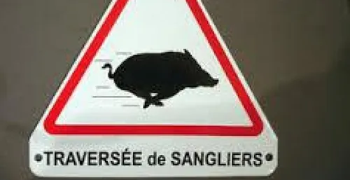 Un sanglier blesse gravement un motard.