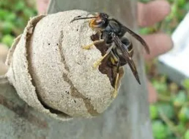 Nid de frelons asiatiques trouvé dans l'Aube