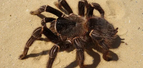 Il s'apprêtait à voyager en avion avec 100 mygales