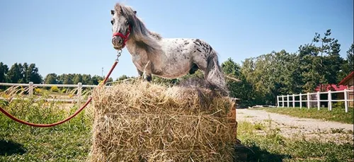 Découvrez le plus petit cheval du monde