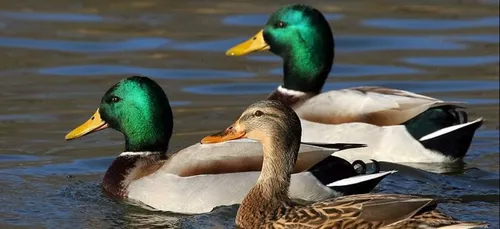 [VIDEO] Quand des canards s'alimentent dans un magasin bio