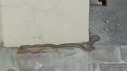 Un serpent en vadrouille dans les rues de Reims