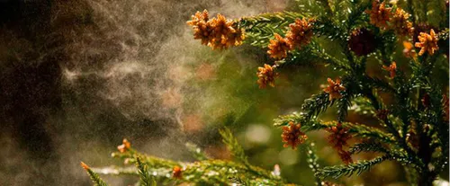 Le mystère de la poudre jaune résolu