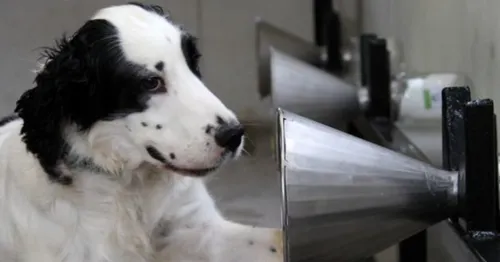 Des chiens formés à sentir le cancer