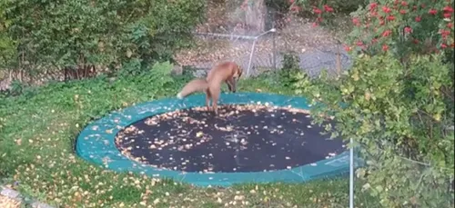 [VIDEO] Un renard s'amuse à faire du trampoline
