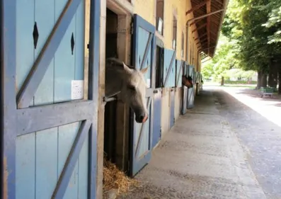 Deux chevaux retrouvés morts dans un haras