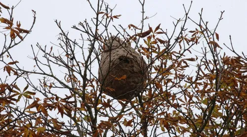 Un nid géant de frelon asiatique découvert dans l'Aube.