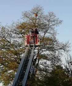 Un nid de frelons découvert près d'une école