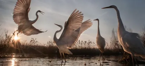 J-2 avant le festival de la photographie animalière à Montier-en-Der.