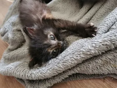 L'instant mignon du soir