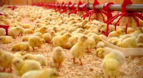 4400 poussins périssent dans un incendie