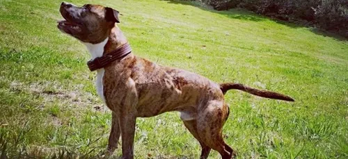 Une pétition pour sauver Curtis