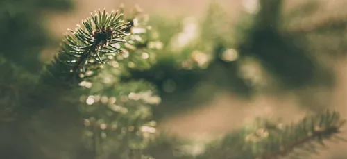 Que faire de son sapin de noël ?